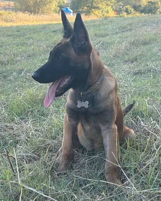 Cuccioli pastore belga malinois