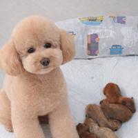 Cuccioli Barboncino Toy e Minitoy