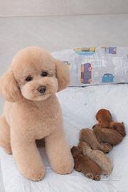 Cuccioli Barboncino Toy e Minitoy