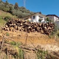 legna da ardere e già tagliata 