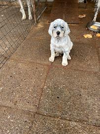 Cane cucciolo setter inglese (genitori becacciai)