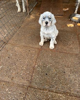 Cane cucciolo setter inglese (genitori becacciai)