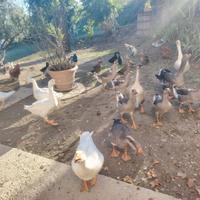 Oche romagnole e oche cignoidi