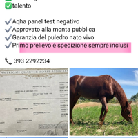 Monta stallone quarter reining prezzo speciale