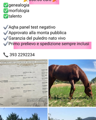 Monta stallone quarter reining prezzo speciale