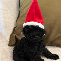 Barboncino mini toy nero