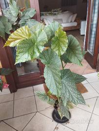 pianta in vaso di begonia corallina