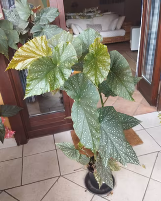 pianta in vaso di begonia corallina