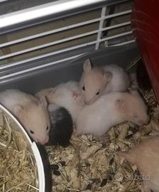 Criceti di vari tipi