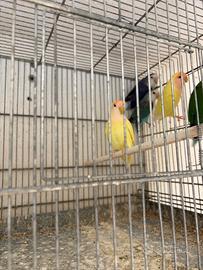 Animali