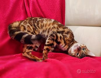 Gatta bengala 1,7 anni molto affettuosa