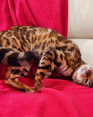 Gatta bengala 1,7 anni molto affettuosa