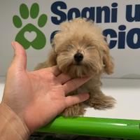 MALTIPOO MINI TOY (barboncino mini maltese mini )