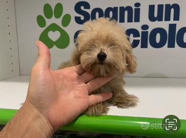 MALTIPOO MINI TOY (barboncino mini maltese mini )