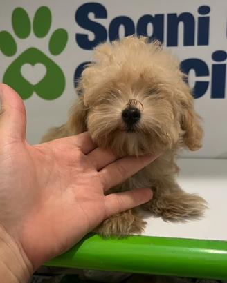 MALTIPOO MINI TOY (barboncino mini maltese mini )