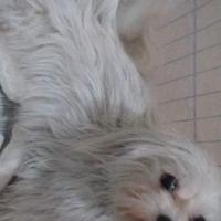 Maltese femmina toy con pedigree di 6 anni