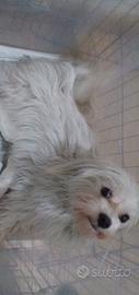 Maltese femmina toy con pedigree di 6 anni