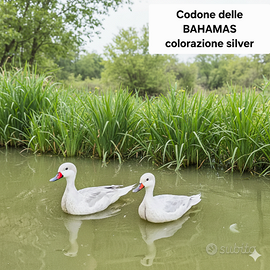 Anatre codoni delle bahamas colorazione silver