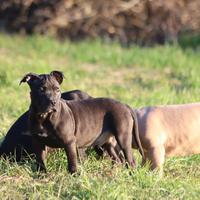 Ultimo cucciolo di Pit Bull in pronta consegna