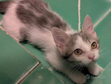 Gattine