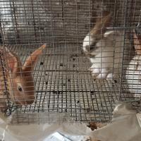 Conigli di 45 giorni