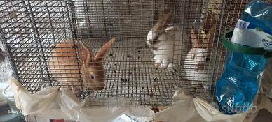 Conigli di 45 giorni