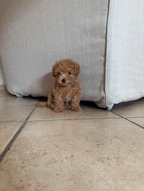 Cucciolo di Multiplò maschio