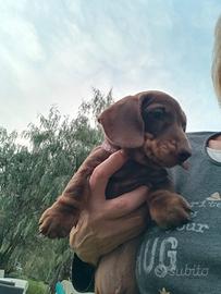 Bassotto con pedigree