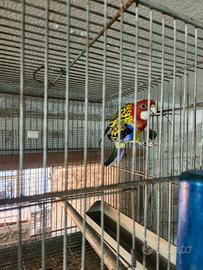 Papagallo maschio rosella