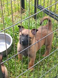 Pastore belga malinois cuccioli
