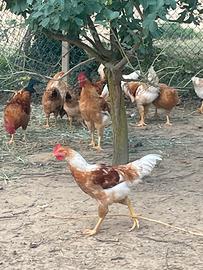 Pollo di 4 mesi misti
