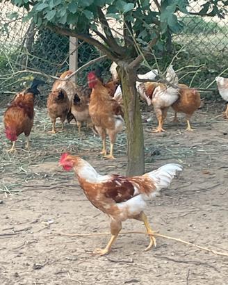 Pollo di 4 mesi misti
