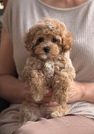 Maltipoo toy beige
