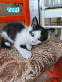 Tom gattino bianconero di 3 mesi