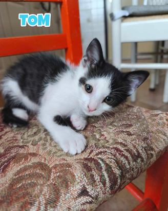 Tom gattino bianconero di 3 mesi