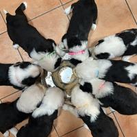 Cuccioli di Bobtail (provincia di Bologna)