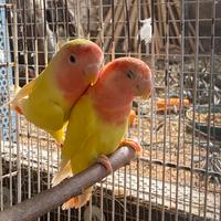 Coppia inseparabili lutini