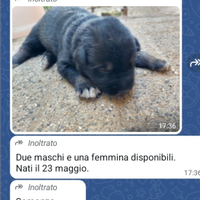 Cagnolini