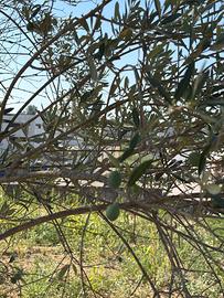 Terreno Agricolo Formia (Penitro)