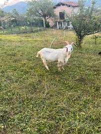 Becco caprone grandissimo riproduttore