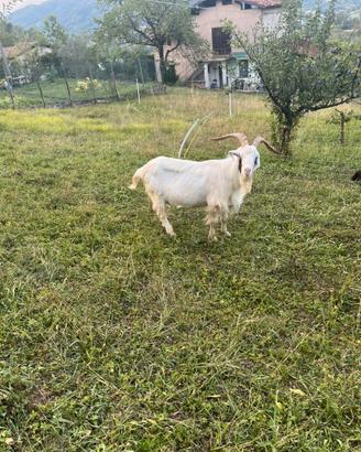 Becco caprone grandissimo riproduttore