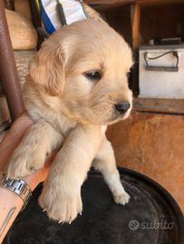 Cuccioli maschi femmine golden retriever