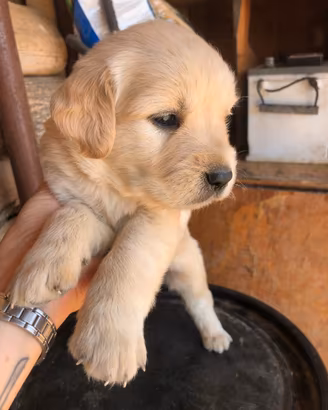 Cuccioli maschi femmine golden retriever
