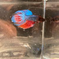 Betta Splendens - Pesci Combattenti