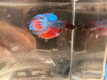 Betta Splendens - Pesci Combattenti