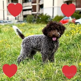 Cuccioli Lagotto Romagnolo pedigree Roy