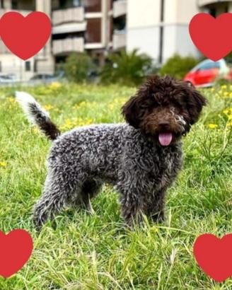 Cuccioli Lagotto Romagnolo pedigree Roy
