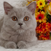 British Shorthair lilac