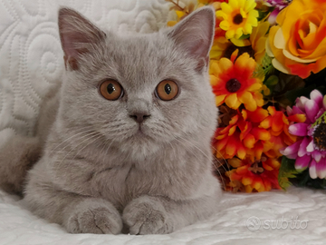 British Shorthair lilac