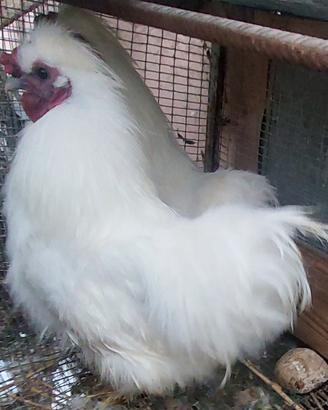 Moroseta